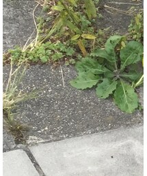 栗色はパパ似♡ | その他