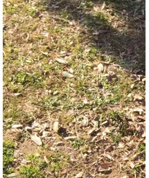 GAP | シャツ/ブラウス