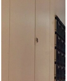 MARNI | Tシャツ/カットソー