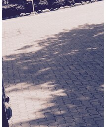 C.E | Tシャツ/カットソー