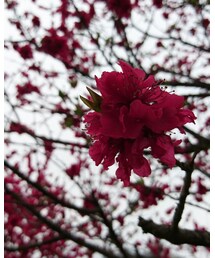 桜？梅？ | その他