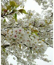 桜 | その他