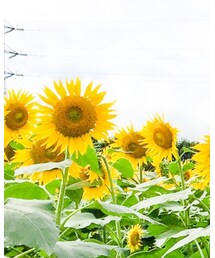向日葵 | その他