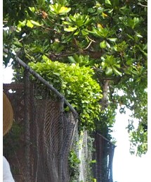 green label relaxing | ハット