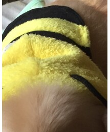 ペットショップ | その他