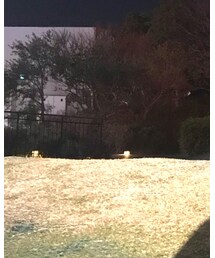 adidas Originals | スニーカー