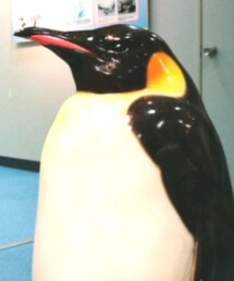 コウテイペンギン | その他