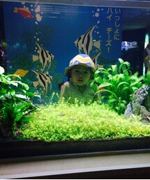 Handmade | ゆるゆる水族館へ(ブローチ/コサージュ)