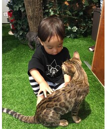 猫カフェ | その他