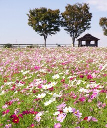 no  brand | コスモス畑(その他)