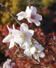 nobrand | 四季桜(その他)