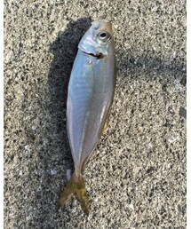 昨日釣ったアジ(たたきにして食べた) | その他