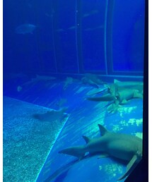 美ら海水族館 | サメは眠っています笑笑(その他)