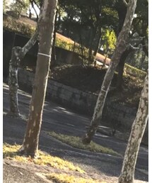 NAVY | シャツ/ブラウス