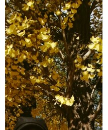 GALLERIE | キャスケット