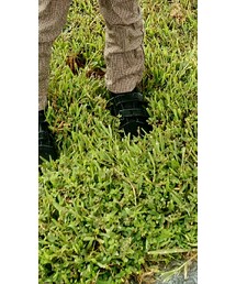 VANS | スニーカー