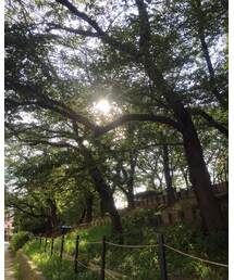 夕方の太陽×緑 | その他