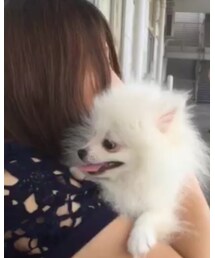 ホワイトポメラニアン🐶 | ホワイトポメラニアン🐶(その他)