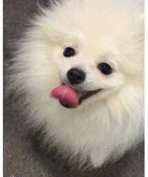 マシロちゃんの、激萌えショット | その他