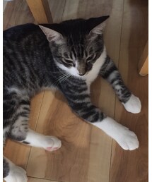 ネコカフェ | ソックス/靴下