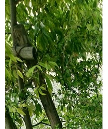 GLOBAL WORK | カチューシャ