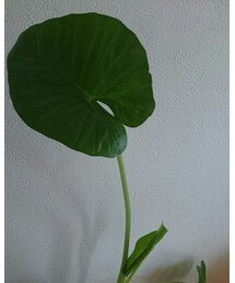 クワズイモ 観葉植物 | その他