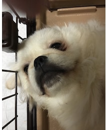 旅疲れ🐶 | その他
