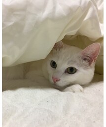 見守るやつ | その他