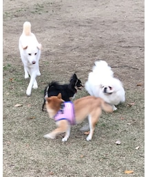 楽しそう😊🐶 | その他