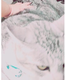 cat | その他