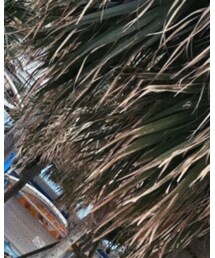 VANS | サングラス