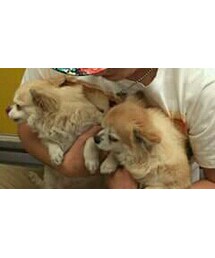 チワワ | その他