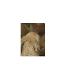 チワワ   その２ | その他