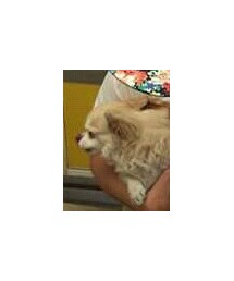 チワワ  その３ | その他