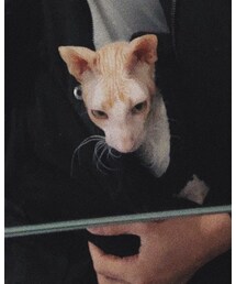 cornishrex | その他