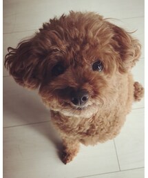 TOM FORD | サングラス