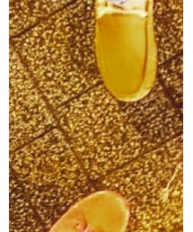 UGG | モカシン/デッキシューズ