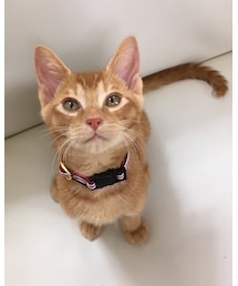 クッキー❤︎❤︎❤︎ | その他