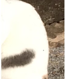 ねこ | トップス