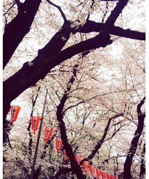 🌸🌸🌸 | その他