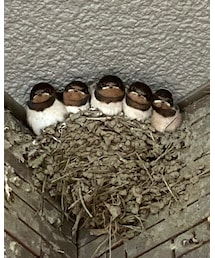 イケてる5人組 | テーラードジャケット