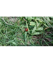 🐞 | その他