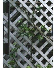 TOMORROWLAND  | テーラードジャケット