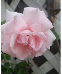 ピンクのバラ | 自宅のバラ(その他)