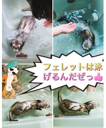 📷泳ぐウナギ😍 | 実家で今まで3匹フェレット飼ってるけどみんな泳ぐみたい‼️(福袋/福箱)