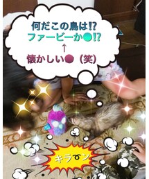 📷うな🆚ウーモ✨ | 目が光ったり、動くウーモに興味津々😍✨最後はガブリと噛んだ😱(おもちゃ)
