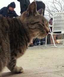 ねこしゃん(その他)