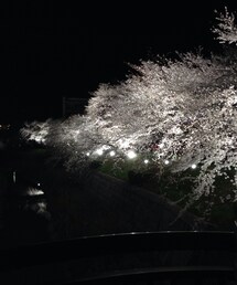 桜の木(その他)