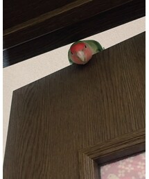 しまむら依存症 | 安くていいよね❤︎写真はうちのコザクラインコちゃんです笑(その他)