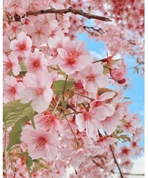 三条大橋の寒桜 | その他